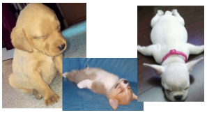 Figura 12. Polimorfismo